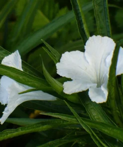 Set of 2 White Katie's Dwarf Ruellia Live Plants - Compact Perennial, 4-6 Inch Tall - Image 2