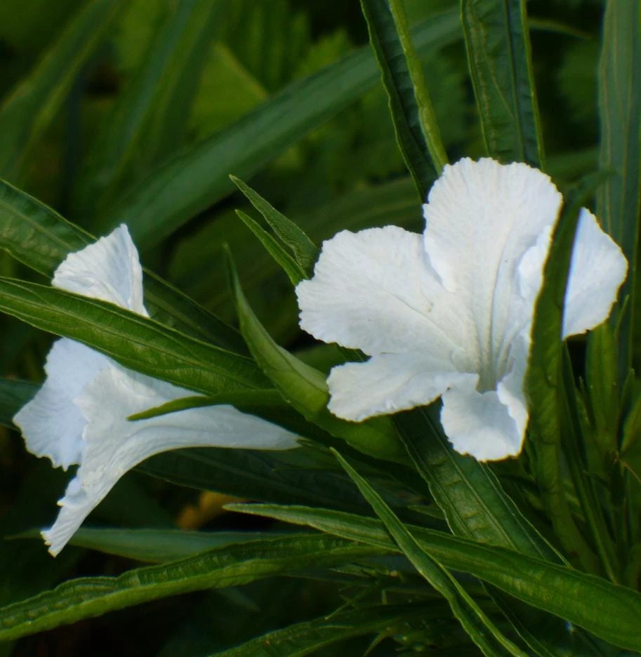Set of 2 White Katie's Dwarf Ruellia Live Plants - Compact Perennial, 4-6 Inch Tall - Image 2
