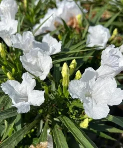 Set of 2 White Katie's Dwarf Ruellia Live Plants - Compact Perennial, 4-6 Inch Tall - Image 3