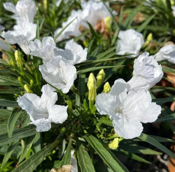 Set of 2 White Katie's Dwarf Ruellia Live Plants - Compact Perennial, 4-6 Inch Tall - Image 3