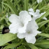 Set of 2 White Katie's Dwarf Ruellia Live Plants - Compact Perennial, 4-6 Inch Tall - Image 1