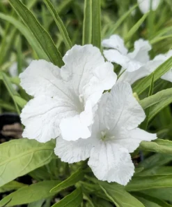 Set of 2 White Katie's Dwarf Ruellia Live Plants - Compact Perennial, 4-6 Inch Tall - Image 1