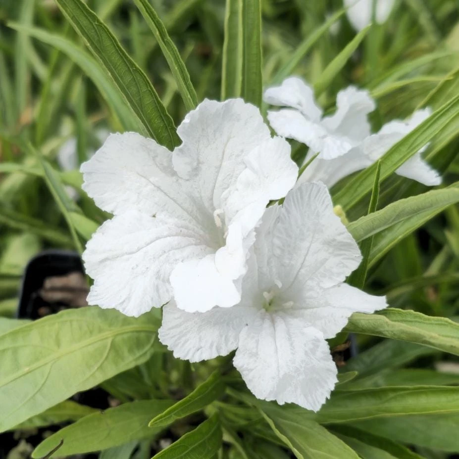 Set of 2 White Katie's Dwarf Ruellia Live Plants - Compact Perennial, 4-6 Inch Tall - Image 1