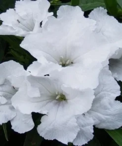 Set of 2 White Katie's Dwarf Ruellia Live Plants - Compact Perennial, 4-6 Inch Tall - Image 4