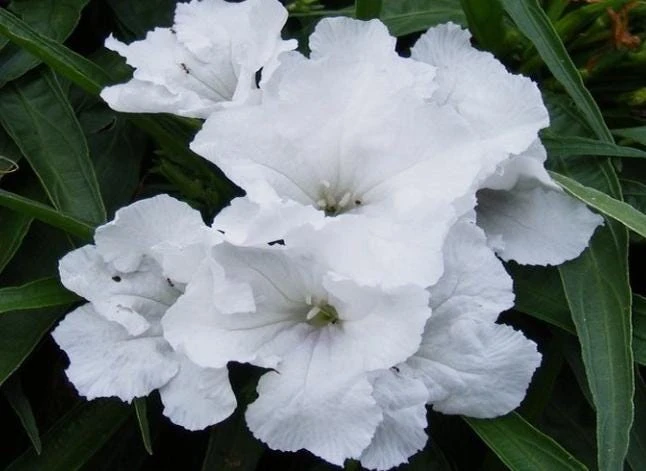 Set of 2 White Katie's Dwarf Ruellia Live Plants - Compact Perennial, 4-6 Inch Tall - Image 4
