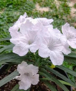 Set of 2 White Katie's Dwarf Ruellia Live Plants - Compact Perennial, 4-6 Inch Tall - Image 5
