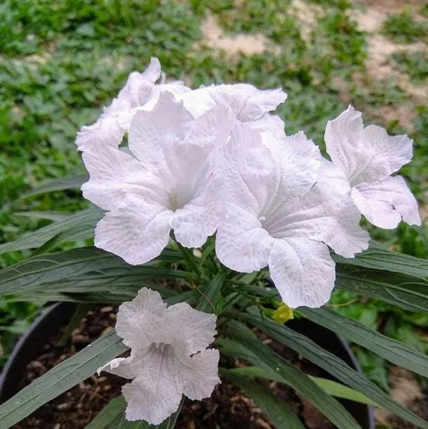 Set of 2 White Katie's Dwarf Ruellia Live Plants - Compact Perennial, 4-6 Inch Tall - Image 5