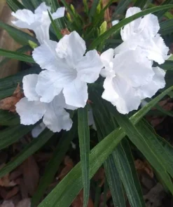 Set of 2 White Katie's Dwarf Ruellia Live Plants - Compact Perennial, 4-6 Inch Tall - Image 6