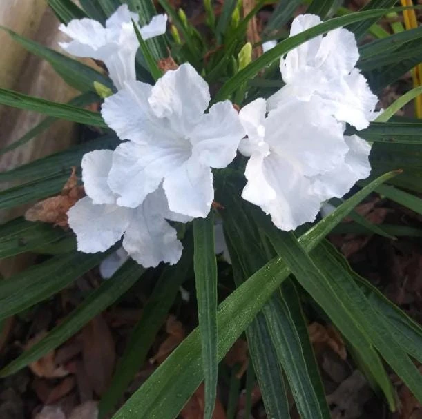 Set of 2 White Katie's Dwarf Ruellia Live Plants - Compact Perennial, 4-6 Inch Tall - Image 6