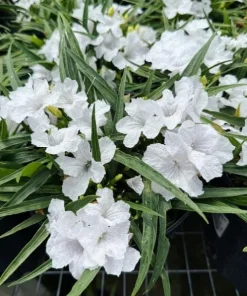 Set of 2 White Katie's Dwarf Ruellia Live Plants - Compact Perennial, 4-6 Inch Tall - Image 7