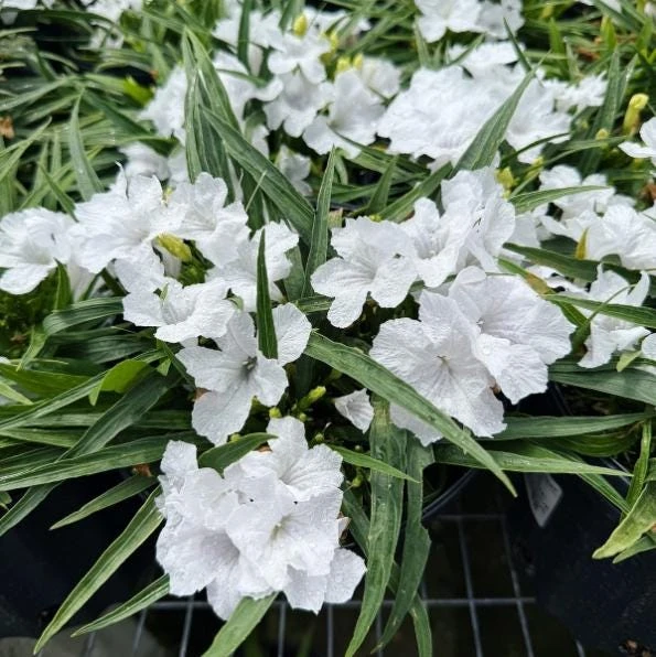 Set of 2 White Katie's Dwarf Ruellia Live Plants - Compact Perennial, 4-6 Inch Tall - Image 7