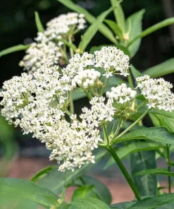 Set of 2 White Vining Milkweed Plants Live, 4-6 Inch Tall Outdoor Garden Vine - Image 3