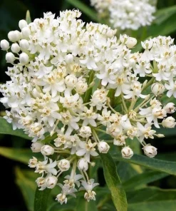 Set of 2 White Vining Milkweed Plants Live, 4-6 Inch Tall Outdoor Garden Vine - Image 4