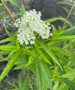Set of 2 White Vining Milkweed Plants Live, 4-6 Inch Tall Outdoor Garden Vine - Image 5
