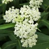 Set of 2 White Vining Milkweed Plants Live, 4-6 Inch Tall Outdoor Garden Vine - Image 1