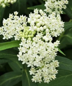 Set of 2 White Vining Milkweed Plants Live, 4-6 Inch Tall Outdoor Garden Vine - Image 1