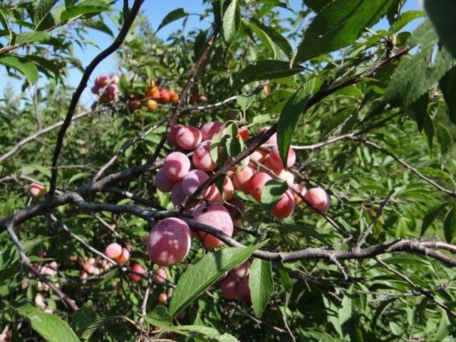 Set of 2 Wild Plum Tree Live Plant 12-24 Inches - Prunus americana Outdoor Edible - Image 11