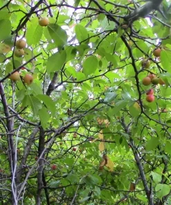 Set of 2 Wild Plum Tree Live Plant 12-24 Inches - Prunus americana Outdoor Edible - Image 2