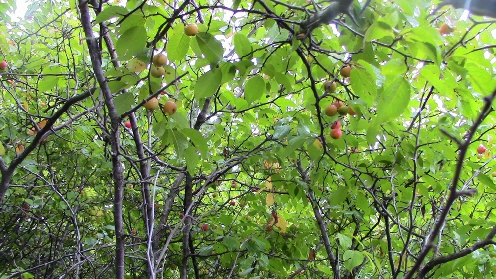 Set of 2 Wild Plum Tree Live Plant 12-24 Inches - Prunus americana Outdoor Edible - Image 2