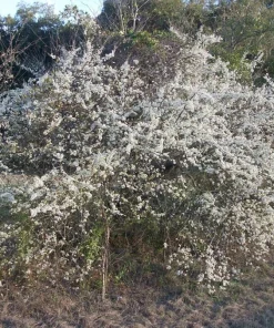 Set of 2 Wild Plum Tree Live Plant 12-24 Inches - Prunus americana Outdoor Edible - Image 3