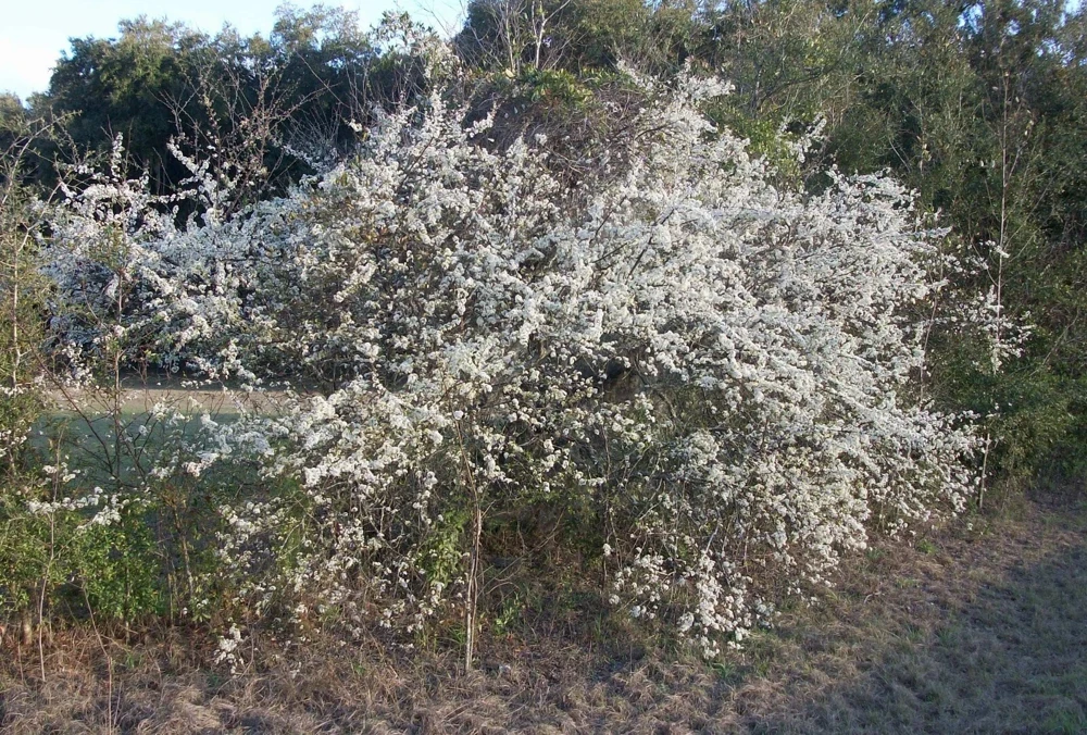 Set of 2 Wild Plum Tree Live Plant 12-24 Inches - Prunus americana Outdoor Edible - Image 3