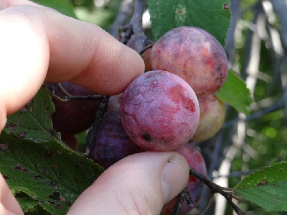 Set of 2 Wild Plum Tree Live Plant 12-24 Inches - Prunus americana Outdoor Edible - Image 6