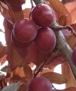 Set of 2 Wild Plum Tree Live Plant 12-24 Inches - Prunus americana Outdoor Edible - Image 8