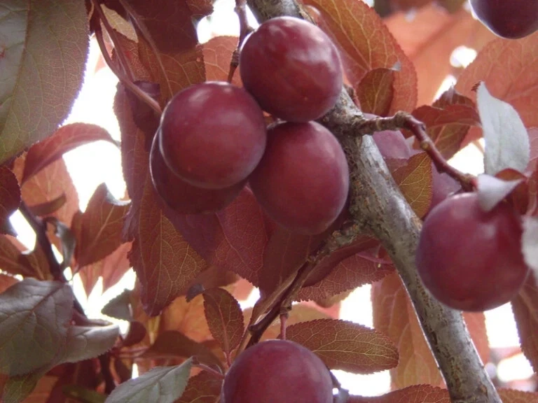 Set of 2 Wild Plum Tree Live Plant 12-24 Inches - Prunus americana Outdoor Edible - Image 8