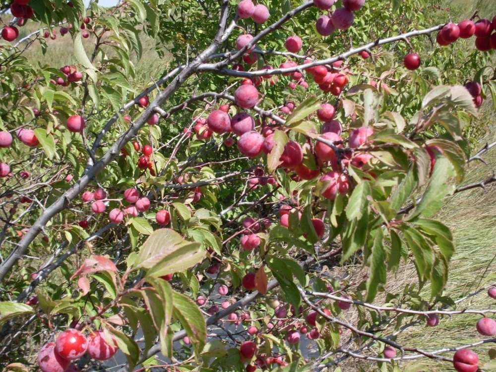 Set of 2 Wild Plum Tree Live Plant 12-24 Inches - Prunus americana Outdoor Edible - Image 9