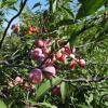 Set of 2 Wild Plum Tree Live Plant 12-24 Inches - Prunus americana Outdoor Edible - Image 1