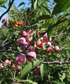 Set of 2 Wild Plum Tree Live Plant 12-24 Inches - Prunus americana Outdoor Edible - Image 1