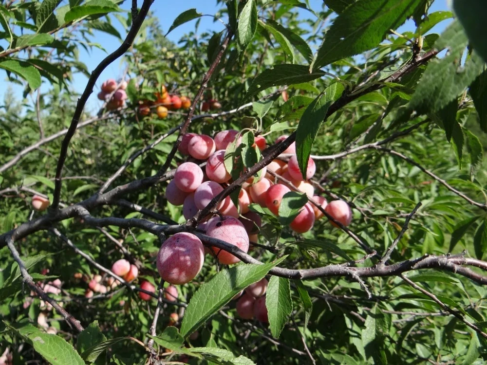 Set of 2 Wild Plum Tree Live Plant 12-24 Inches - Prunus americana Outdoor Edible - Image 1