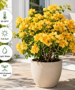 Set of 2 Yellow Bougainvillea Live Plants, California Gold Vine, 4-6 Inch Starter Plants, Outdoor - Image 2