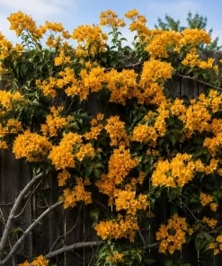 Set of 2 Yellow Bougainvillea Live Plants, California Gold Vine, 4-6 Inch Starter Plants, Outdoor - Image 3