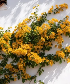 Set of 2 Yellow Bougainvillea Live Plants, California Gold Vine, 4-6 Inch Starter Plants, Outdoor - Image 4