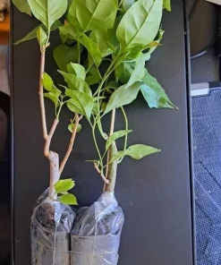 Set of 2 Yellow Bougainvillea Live Plants, California Gold Vine, 4-6 Inch Starter Plants, Outdoor - Image 6