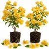 Set of 2 Yellow Bougainvillea Live Plants, California Gold Vine, 4-6 Inch Starter Plants, Outdoor - Image 1