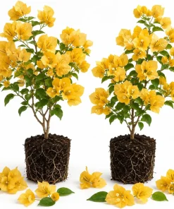 Set of 2 Yellow Bougainvillea Live Plants, California Gold Vine, 4-6 Inch Starter Plants, Outdoor - Image 1