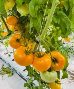 Set of 2 Yellow Brandywine Tomato Plants 4-6 Inch Tall Live Heirloom Seedlings - Image 2