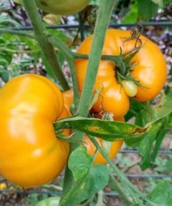 Set of 2 Yellow Brandywine Tomato Plants 4-6 Inch Tall Live Heirloom Seedlings - Image 3