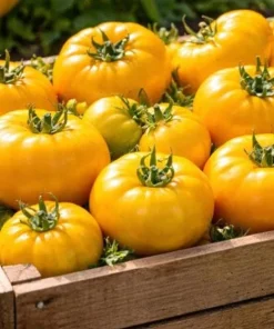 Set of 2 Yellow Brandywine Tomato Plants 4-6 Inch Tall Live Heirloom Seedlings - Image 4