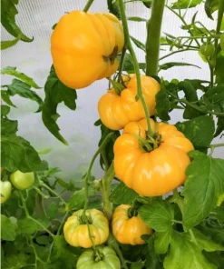 Set of 2 Yellow Brandywine Tomato Plants 4-6 Inch Tall Live Heirloom Seedlings - Image 5