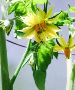 Set of 2 Yellow Brandywine Tomato Plants 4-6 Inch Tall Live Heirloom Seedlings - Image 6