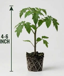 Set of 2 Yellow Brandywine Tomato Plants 4-6 Inch Tall Live Heirloom Seedlings - Image 8