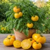Set of 2 Yellow Brandywine Tomato Plants 4-6 Inch Tall Live Heirloom Seedlings - Image 1