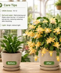 Set of 2 Yellow Christmas Cactus Live Plants, Tropical Thanksgiving Cactus, 4-8 Inch Tall - Image 4