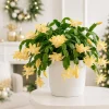 Set of 2 Yellow Christmas Cactus Live Plants, Tropical Thanksgiving Cactus, 4-8 Inch Tall - Image 1