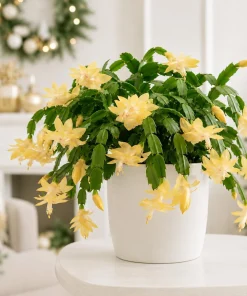 Set of 2 Yellow Christmas Cactus Live Plants, Tropical Thanksgiving Cactus, 4-8 Inch Tall - Image 1