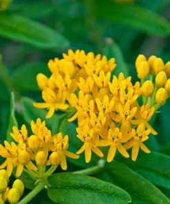 Set of 2 Yellow Milkweed Live Plants - 4-6 Inch Tall Outdoor Perennial - Image 2