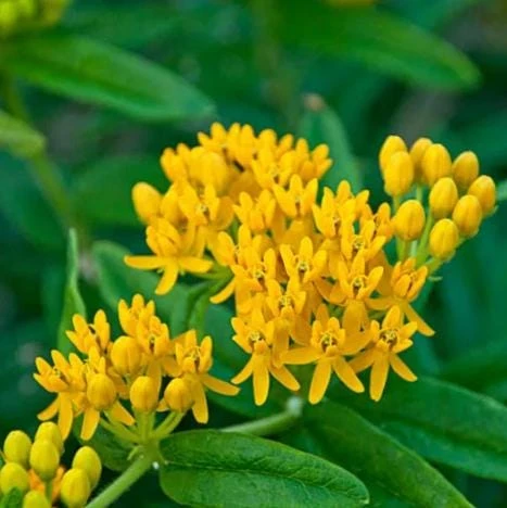 Set of 2 Yellow Milkweed Live Plants - 4-6 Inch Tall Outdoor Perennial - Image 2